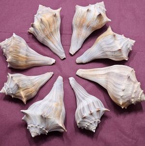Natural Knobbed Whelk Sea Shells - Set of 8